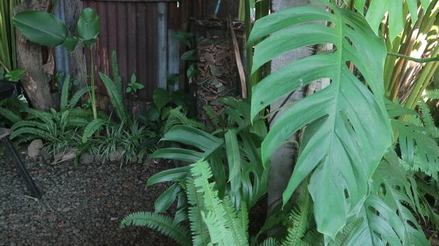 Monstera green leaves or Monstera Deliciosa in dark tones, background or green leafy tropical pine forest patterns for creative design elements.