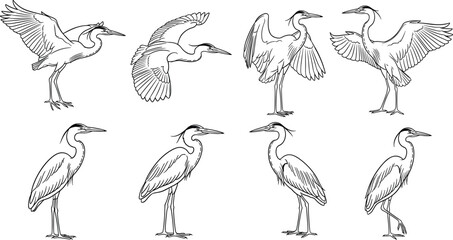 Great blue heron bird illustration set featuring various poses including flying and standing line art sketches for nature wildlife conservation and wetland habitat design projects. © Adib