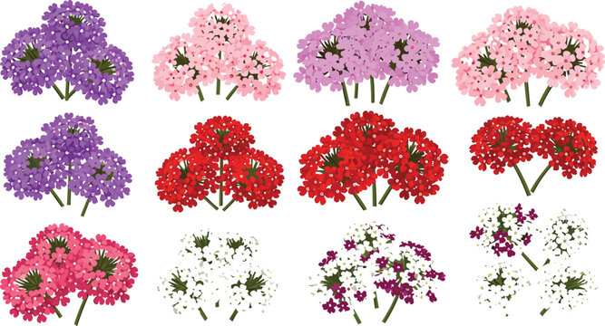Colorful Verbena Flower Bouquet Set in Multiple Colors Purple Pink Red White Vector Illustration Collection