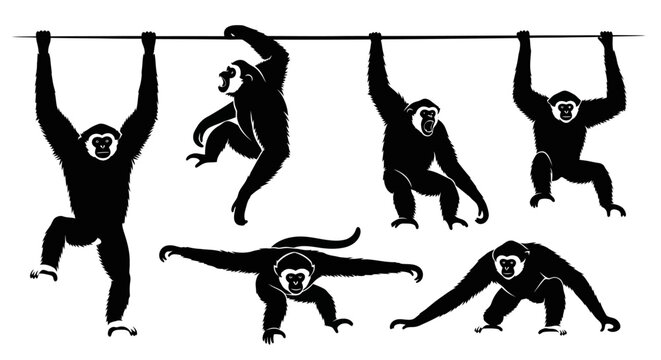 Set of Black Silhouettes of Gibbons Hanging and Moving on a Rope