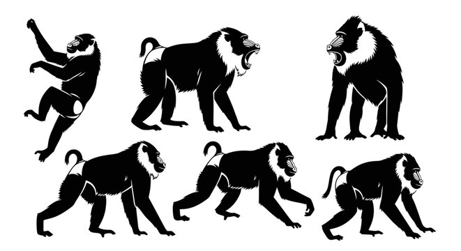 Set of Mandrill Monkey Silhouettes in Various Poses