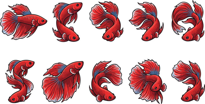 Red Betta Fish Vector Set with Elegant Flowing Fins in Multiple Swimming Poses Siamese Fighting Fish Illustration Collection Isolated on White Background