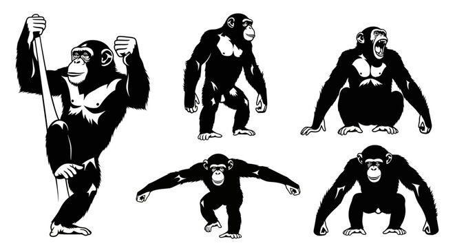 Set of Chimpanzee Silhouettes in Various Poses