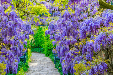 Obraz premium Blooming wisteria covers a garden path decorated with benches during springtime in a vibrant outdoor setting