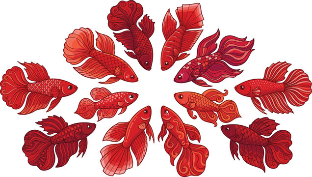 Red Betta Fish Circular Vector Illustration with Ornamental Patterns Elegant Siamese Fighting Fish Arrangement Decorative Aquatic Design Isolated on White Background