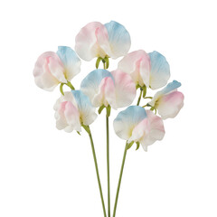 Fototapeta premium Pastel pink and blue sweet pea flower bouquet isolated on a transparent background