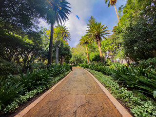 Fototapeta premium Sunlit tropical garden path lined with towering palm trees and lush foliage, Santa Cruz de Tenerife