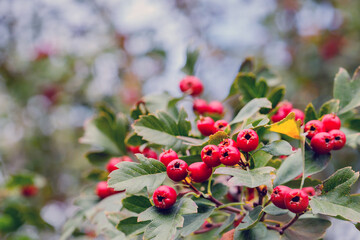 Obraz premium Hawthorn berries grow on branches in a garden during a sunny day in autumn