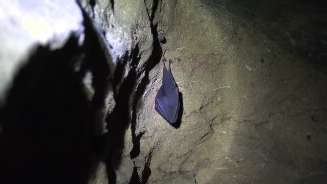 Black bat hanging from cave ceiling inside dark rocky underground wildlife habitat. Nocturnal mammal roosts quietly on stone cavern wall showing natural cavern life.
