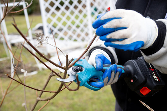 A gardener trims dead branches in the garden using cordless pruning shears. Spring pruning of dead branches in the garden.