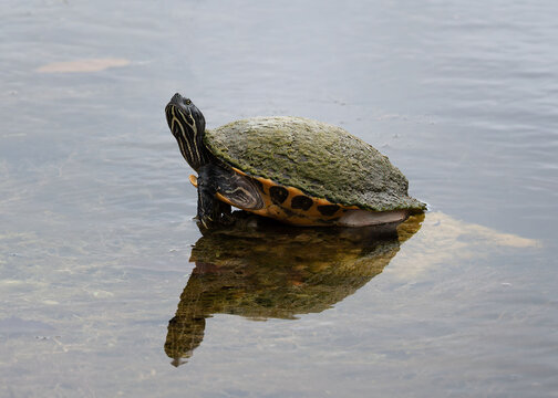 Red-bellied cooter turtle with its reddish-orange bottom shell, darker high-domed shell, and yellow stripes on its head stands reflected in shallow water.