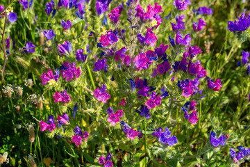 Fototapeta premium Dense Field of Vibrant Purple Echium Plantagineum Wildflowers Blooming in Spring