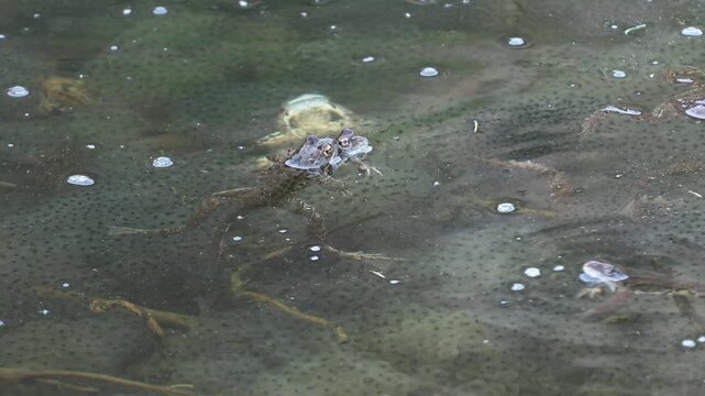alpine frog or mountain frog (Rana temporaria)	