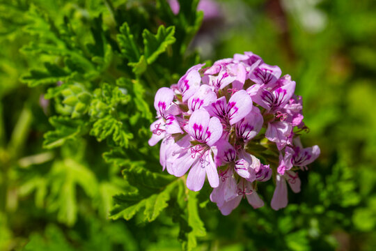 Macro View of Pink Pelargonium Graveolens Rose Scented Geranium Flower in Spring