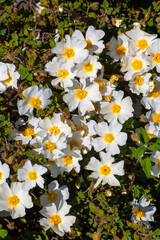 Naklejka premium White Rockrose Cistus Salviifolius Flowers Blooming in Nature during Spring