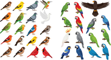 Bird Species Illustration Collection Featuring Finches, Sparrows, Pigeons, Canaries, Cardinals, Hummingbird, Parrots, Macaws, Cockatoos, and Eagle in Stylized Cartoon Design © MstRanzina