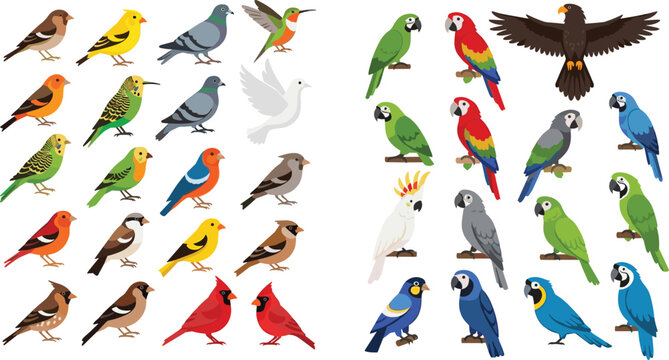 Bird Species Illustration Collection Featuring Finches, Sparrows, Pigeons, Canaries, Cardinals, Hummingbird, Parrots, Macaws, Cockatoos, and Eagle in Stylized Cartoon Design