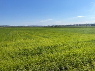 Obraz premium Fresh green grass growing in spring field
