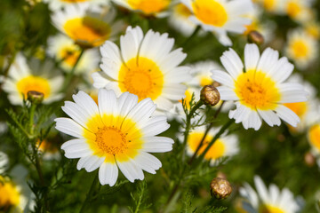 Fototapeta premium Vibrant Garland Chrysanthemum Glebionis Coronaria Flowers Blooming in Spring Meadow