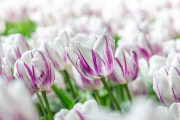 Fototapeta premium pink and white tulip