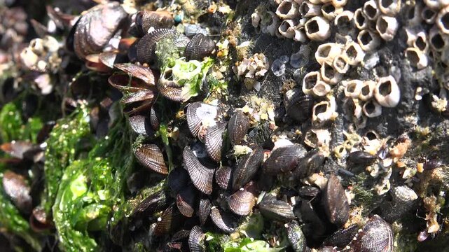 Close up macro shows clustered shellfish and barnacles attached on wet rocky shoreline surface. Moist textures reveal marine life details natural coastal patterns beside shells.