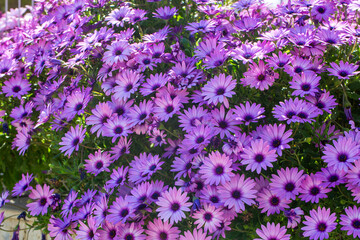 Fototapeta premium Vibrant Purple Osteospermum African Daisy Flowers Blooming in Spring Garden
