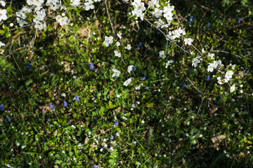 Fototapeta premium White blossom flowers on tree branch over green meadow