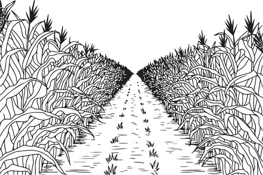 Corn field path drawing showing perspective view of tall maize plants in rural agricultural landscape with hand drawn line style.