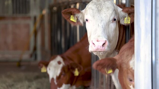 German Simmental cows eating hay inside traditional cattle barn during feeding time in rural Bavaria
