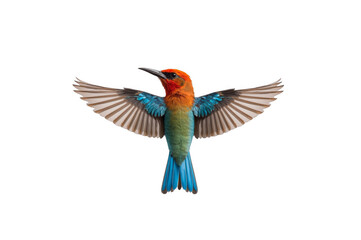 Fototapeta premium Colorful bee-eater bird flying with wings open