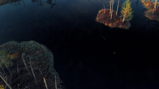 morning in the swamp
