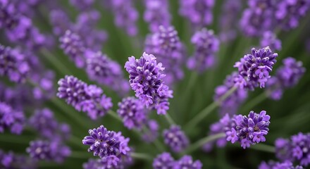 Obraz premium Top view of vibrant purple lavender flowers in full bloom