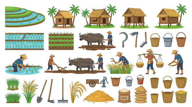 Farmers planting harvesting rice paddy fields, traditional huts, buffalo, and farming tools vector illustration set