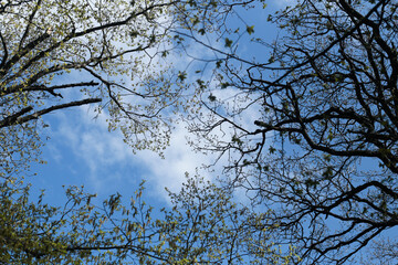 Fototapeta premium Tree branches with young leaves against blue sky background