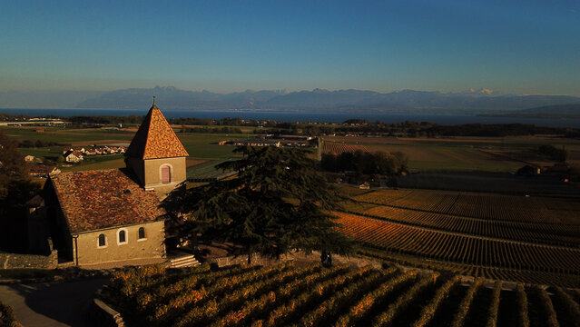 Aerial view of the historic Fechy-Dessus church surrounded by golden autumn vineyards with Lake Geneva and the Alps in the distance Fechy, Vaud, Switzerland.