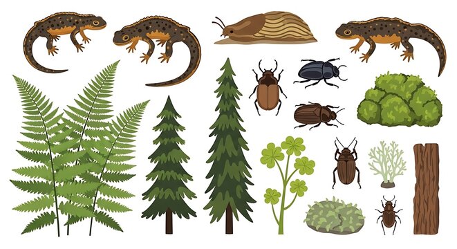 Forest nature set with newts, insects, ferns, and evergreen pine trees