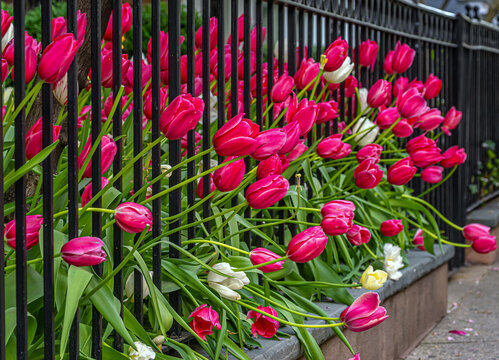 Tulip in bloom, early spring