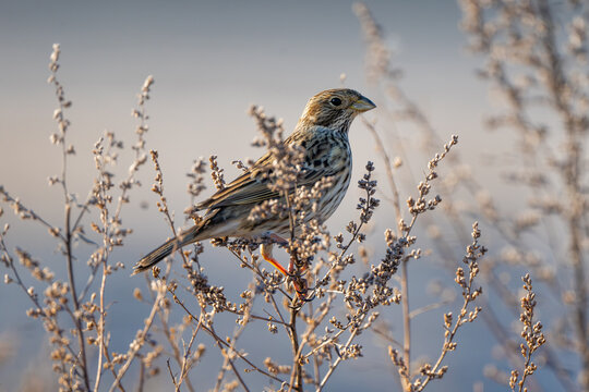 Bunting Nestled In Dry Grasses