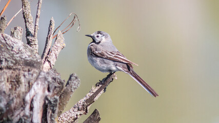 a great tit © lazalnik