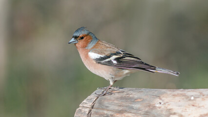 Fototapeta premium robin on a branch