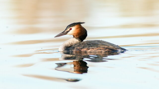 great crested grebe