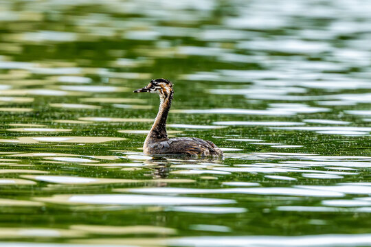 Crested Grebe Chick In Lake