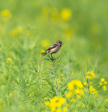 European Stonechat Female In Action