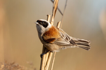 Eurasian Penduline Tit Bird © tan4ikk