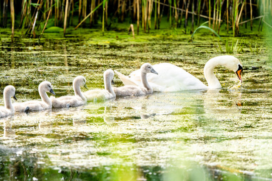 Mute Swan With Chicks