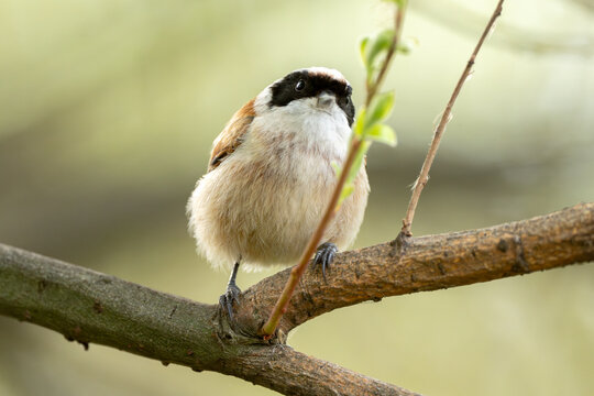 Remiz Bird On A Branch