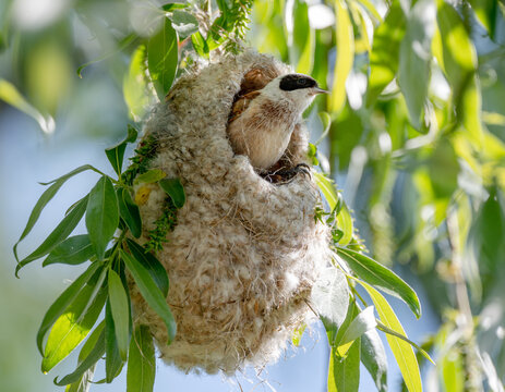Bird Peeking Out Of Nest