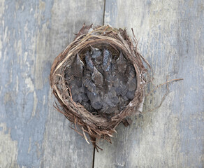Naklejka premium thrush chicks in the nest