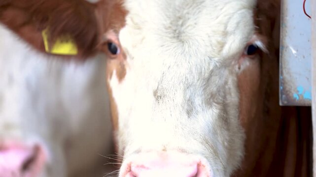 German Simmental cows eating hay inside traditional cattle barn during feeding time in rural Bavaria