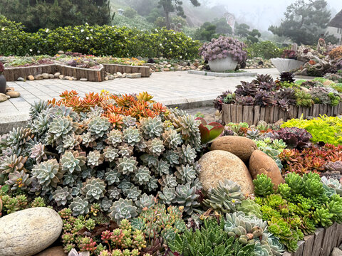 Various colorful succulent plant of rose shape graptopetalum and green sedum species. Succulents are used for decorative plant. Thrives well in dry environment. Nature photography.